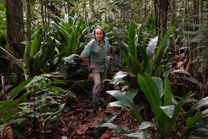 Patrick Blanc among a population of a tall Orchidantha species, Kuala Woh FR, Perak, Malaysia, April 2023