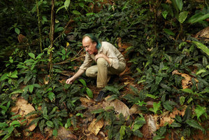 Patrick Blanc among a vegetative population of Danaea cf. wendlandii, expanding by means of apical frond bulbils, Utria NP, Choco, Colombia, Nov. 2016