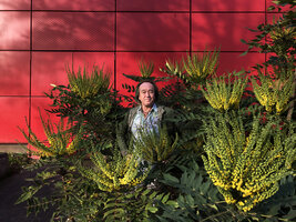 Patrick Blanc among blooming Mahonia x media, Paris, Nov. 2020