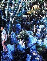 Patrick Blanc among cacti and other succulent plants, Jardin Exotique, Monaco, Aug. 1964