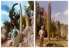 Patrick Blanc among Cacti at the Jardin Exotique of Monaco in October 2020 and August 1963