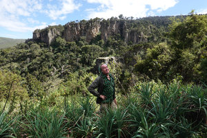 Patrick Blanc among clumps of Kniphofia foliosa on the forested Sanetti escarpment, 3300 m asl, Bale NP, Ethiopia, Jan. 2019