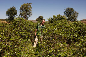 Patrick Blanc among cultivated Catha edulis shrubs, Lake Tana, Ethiopia, Jan. 2019