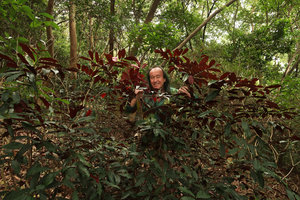 Patrick Blanc among Excoecaria cochinchinensis shrubs retaining their purple leaf lower surface, Fairy Lake Botanical Garden, Shenzhen, China, Feb. 2018