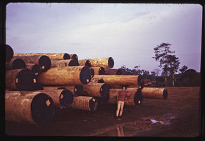 Patrick Blanc among felled giant forest trees, Sumatra, May 1983