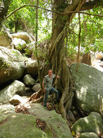 Patrick Blanc among Ficus roots, Koh Samui, Thailand, July 2007