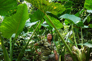 Patrick Blanc among flowering Alocasia sarawakensis, Danum Valley, Sabah, Borneo, July 2022