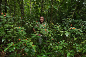 Patrick Blanc among flowering Psychotria elata,, Mountain Pine Ridge FR, Belize, Jan. 2020