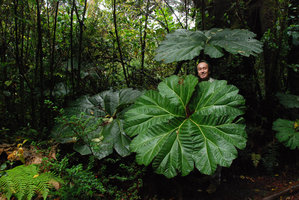 Patrick Blanc among Gunnera insignis leaves, Poas, Costa Rica 2011