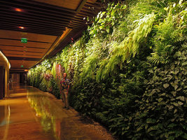 Patrick Blanc among his plants, Sofitel Palm Jumeirah, Dubai