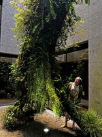 Patrick Blanc among his Racines Echasses at Il Sereno, Como Lake, Italy, June 2021