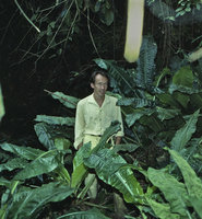 Patrick Blanc among huge leaved Palisota, Makokou, Gabon, Dec. 1983