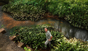 Patrick Blanc among Lagenandra ovata, an aquatic rheophytic species covering the river banks, both emersed and submerged, Elanji, Kerala, India, Jan. 2023