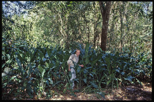 Patrick Blanc among Lagenandra ovata, Neyyar, Kerala, India, Sept. 2002