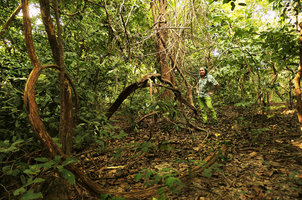 Patrick Blanc among lianas, Hlawga NP, Yangon, Myanmar, Dec. 2017