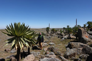 Patrick Blanc among Lobelia rhynchopetalum individuals, Sanetti Plateau, 4000 m asl, Bale NP, Ethiopia, Jan. 2019