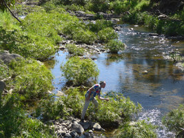Patrick Blanc among naturalized population of Cyperus alternifolius in a sunny stream bed, Tavua, Viti Levu, Fiji, Aug. 2016