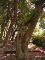 Patrick Blanc among old Rhododendron trunks at the Villa Carlotta, Como Lake, Italy, May 2016
