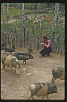 Patrick Blanc among pigs in a Dayak Longhouse, Sarawak, July 1984