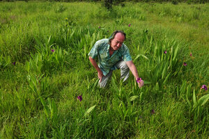 Patrick Blanc among purple flowered population of Siphonochilus kirkii, Katavi NP, Tanzania, Jan. 2021