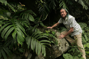 Patrick Blanc among Rhaphidophora decursiva and Streptolirion volubile, Nam Cang, Sapa, Vietnam, Nov. 2017
