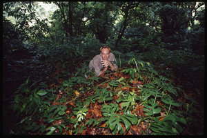 Patrick Blanc among Rhaphidophora tetrasperma, Trengganu, Malaysia, Aug. 2003