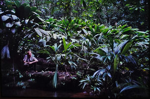Patrick Blanc among rheophytic Cyclanthaceae, Lara, Venezuela, March 1999