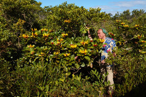 Patrick Blanc among small tree of Deplanchea speciosa, Cap N&#039;Dua, New Caledonia, Aug. 2023
