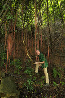 Patrick Blanc among the aerial roots of Cissus repens, Tanglang Shan, Shenzhen, China, July 2017