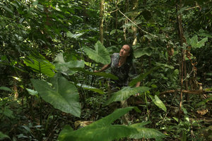 Patrick Blanc among the big leaves of an Alocasia looking like a hybrid between A. longiloba and A. macrorrhizos, Macleod Is.,Tanintharyi, Myanmar, Jan. 2018