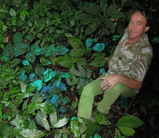 Patrick Blanc among the blue iridescent leaves of Begonia pavonina, Cameron Highlands, Malaysia, July 2013