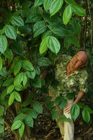 Patrick Blanc among the branches of a Melastomataceae tree species, Pulau Gaya, Sabah, Borneo, Aug. 2018