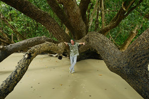 Patrick Blanc among the branches of Calophyllum inophyllum, Cape tribulation, Queensland, Australia, Nov 2012