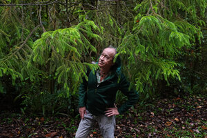 Patrick Blanc among the bright light green foliage of Dacrydium gracile, Kinabalu NP, 1600 m asl, Sabah, Borneo, July 2022