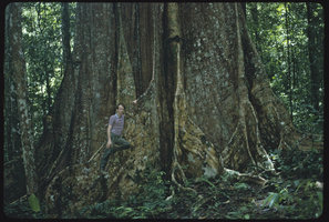 Patrick Blanc among the buttresses of a huge Ficus, Saul, French Guyana, Feb. 1985