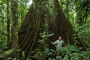 Patrick Blanc among the buttresses of an old Ceiba pentandra, Yasuni NP, Ecuador, Aug. 2021