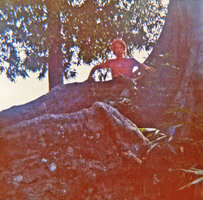 Patrick Blanc among the buttresses of an old Ficus during his first field trip in tropical rain forest, Khao Yai NP, Thailand, 1972