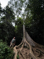 Patrick Blanc among the buttresses of Tetrameles nudiflora, Taman Negara, Malaysia, Sept. 2025