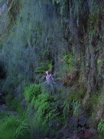 Patrick Blanc among the cascading Baeckea linifolia beside a waterfall, Blue Mountains, NSW, Australia, Jan 2014
