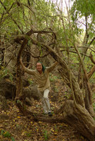 Patrick Blanc among the climbing trunks of a Bauhinia, Khao Bin Cave, Ratchaburi, Thailand, Dec 2015