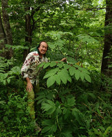 Patrick Blanc among the compound  leaves of Aralia cordata,Tokachi, Hokkaido, Japan, July 2015
