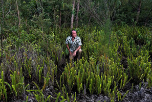 Patrick Blanc among the erect fronds of the pioneer fern Nephrolepis abrupta colonising the recent lava flows, Sainte Rose, La Réunion, July 2024