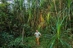 Patrick Blanc among the few branched stems of Pandanus cf. unipapillatus in a swampy lowground, Pattavayal, Tamil Nadu, India, Jan. 2023