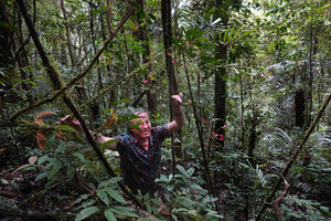 Patrick Blanc among the flowering branches of the tall shrubby Cyrtandra arfakensis, Kwau, 1600 m asl, Arfak Mts, West Papua, May 2025