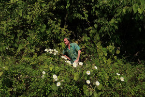 Patrick Blanc among the flowering native but invasive Merremia peltata, Da Nang, Vietnam, Oct. 2018