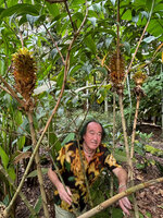 Patrick Blanc among the flowering stems of Tapeinochilos densum, Botanic Gardens, Singapore, Sept. 2025