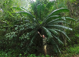 Patrick Blanc among the fronds of Cycas inermis just after heavy rain, Cat Tien NP, Vietnam, Nov. 2019