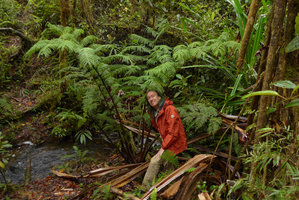 Patrick Blanc among the giant fronts of Ptisana melanesica, Tari, 2000 m asl, Hela, Papua New Guinea, March 2016