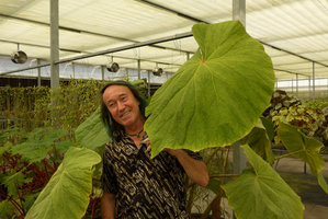 Patrick Blanc among the giant leaves of Begonia silletensis ssp. mengyangensis,Cecilia Koo Botanic Conservation Center, Taiwan, Oct. 2015