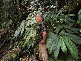 Patrick Blanc among the giant leaves of Elatostema macrophyllum, Ayung River Gorge, Ubud, Bali, Aug. 2026